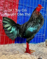 Gà ChiếnCT