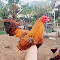 Thương 