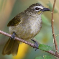 Nguyễn Quang Bảo