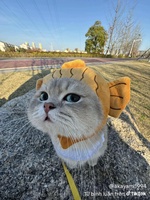 Hân