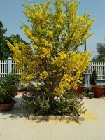 Quốc Thắng