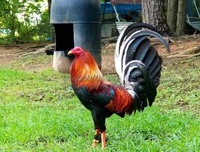 A Tài gà đá Miền Tây 2