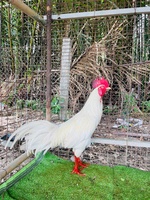A Tài Gà đá Miền Tây 1