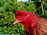 Cường Gà đá