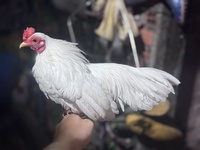 Ân