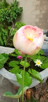 Trần Đức