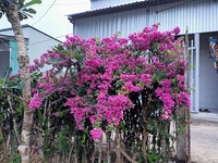 Vườn Nho Thân Gỗ