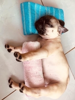 Tỷ