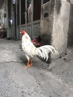 arb