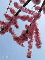 Thịnh