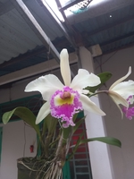 cattleya