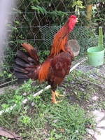 Bán Gà Tre Đá