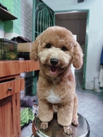 Ken