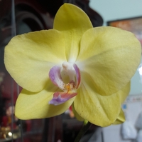 Ngân
