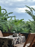 Tạ Phương Khánh