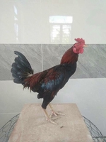 Chuyên gà nồi gà tre