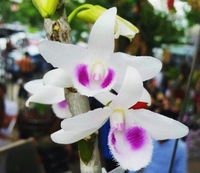 Nguyễn Thanh Tùng