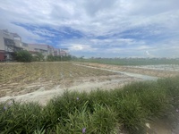 Hiến 