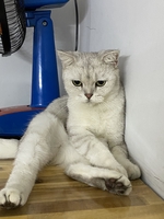 Tiến