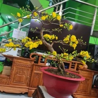 Cafe Không Đường