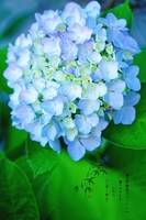 thanh 