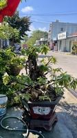 Quang Lê