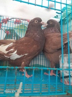 Tin còn đăng là hàng còn nhé