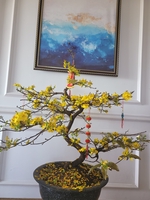 Thu Hồng