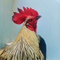 chuyên cung cấp gà đá 