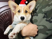 Nguyễn Hải Đăng