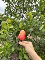 Trang