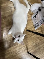 lee