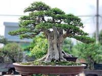 Đức bonsai