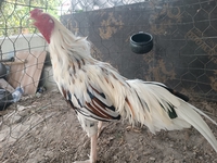 hiếu gà tre đức hòa 