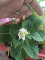 bọ ú chuột lang ame 