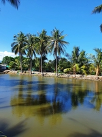 Chú Việt