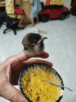cu bo