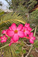 Ngô Phương