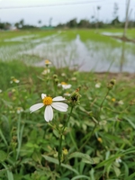 tSang