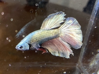 Trung betta