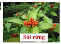 Dược liệu Sơn Trà 