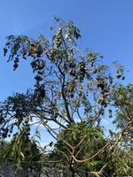 bán gì mua nấy