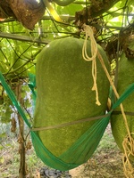Làng Bí đao khổng lồ