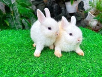 NGUYÊN KHANG NGUYÊN VŨ