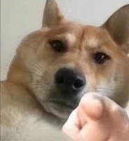 Tấn Phát