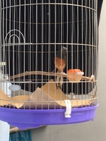 Chim Cảnh Đông Anh