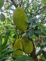 Thiện Võ