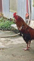 Khánh Gà