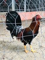ĐAM MÊ GÀ MỸ