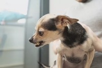 tobi
